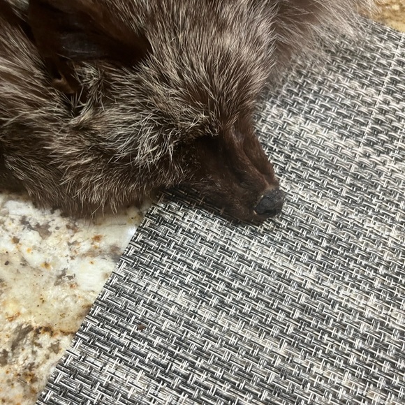 Elegant Fox wrap full bodies - Picture 3 of 13